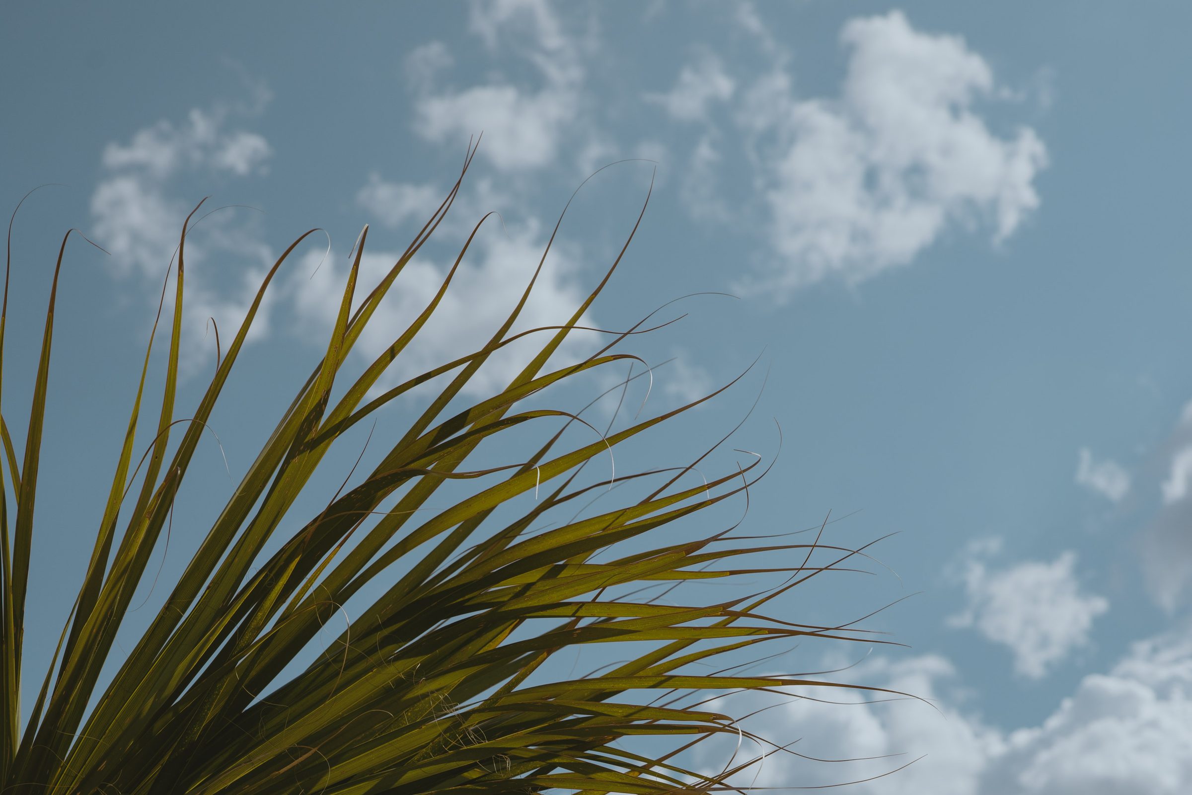 Palm fronds against a bright blue Texas sky at La Palmilla