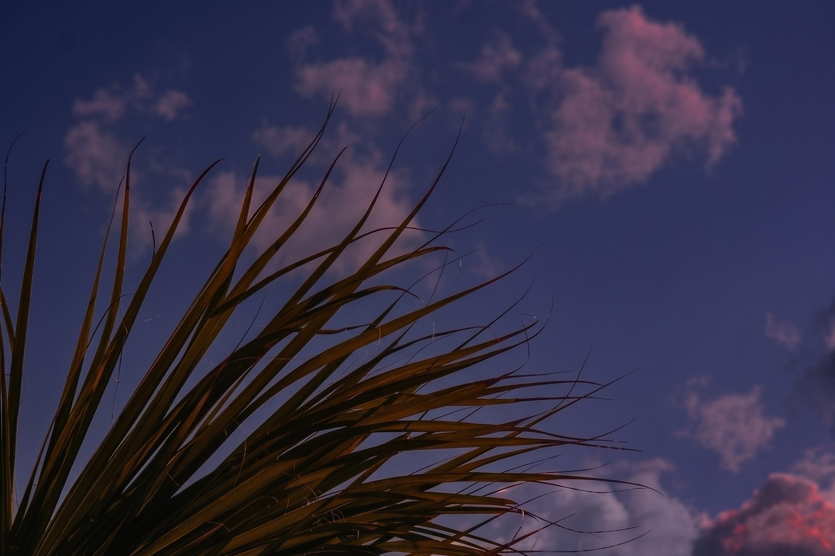 The same palm against a twilight sky at La Palmilla