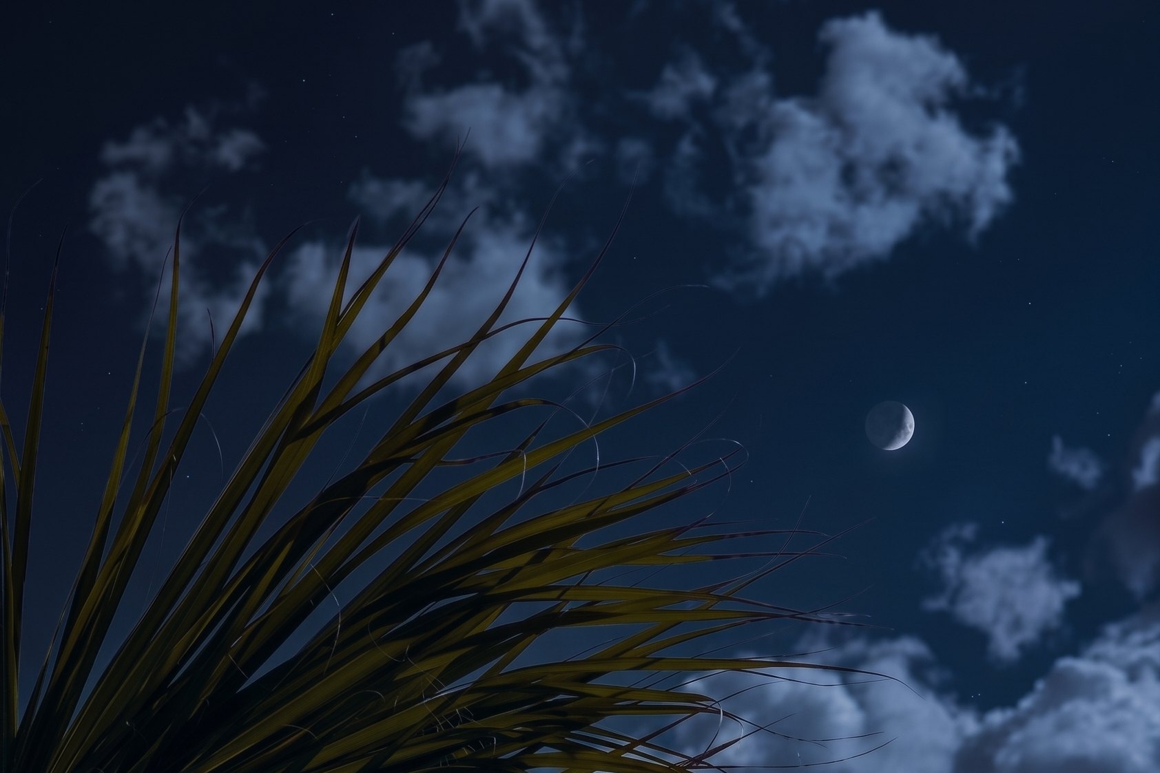 The same palm under a moonlit night sky at La Palmilla