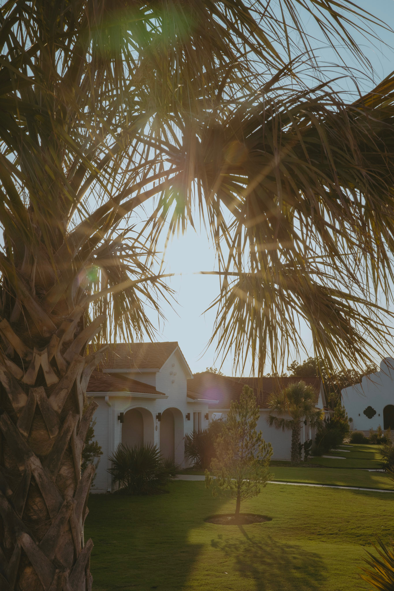 Golden hour palms and casitas at La Palmilla