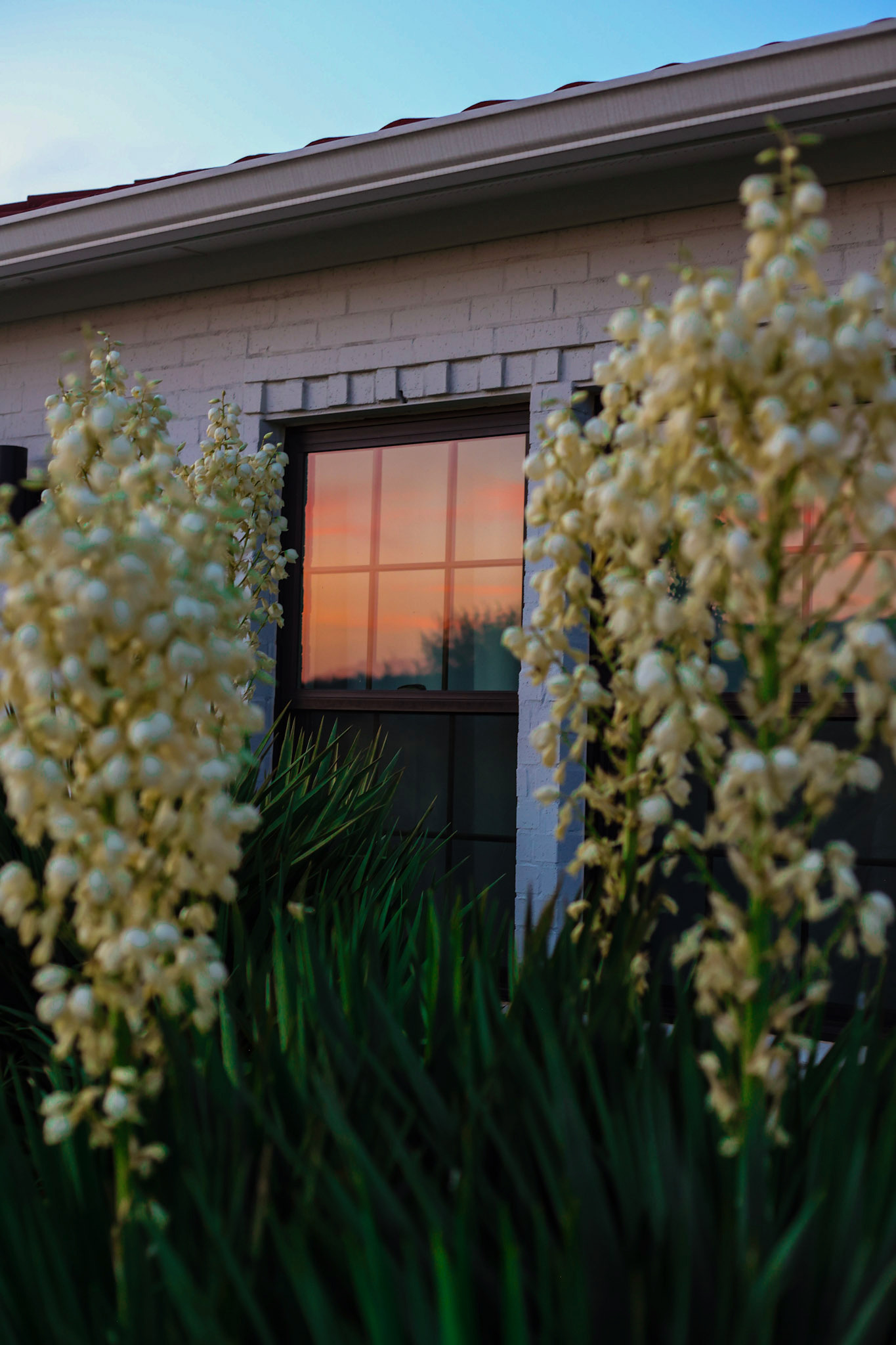 Yucca blooms outside a casita window at sunset